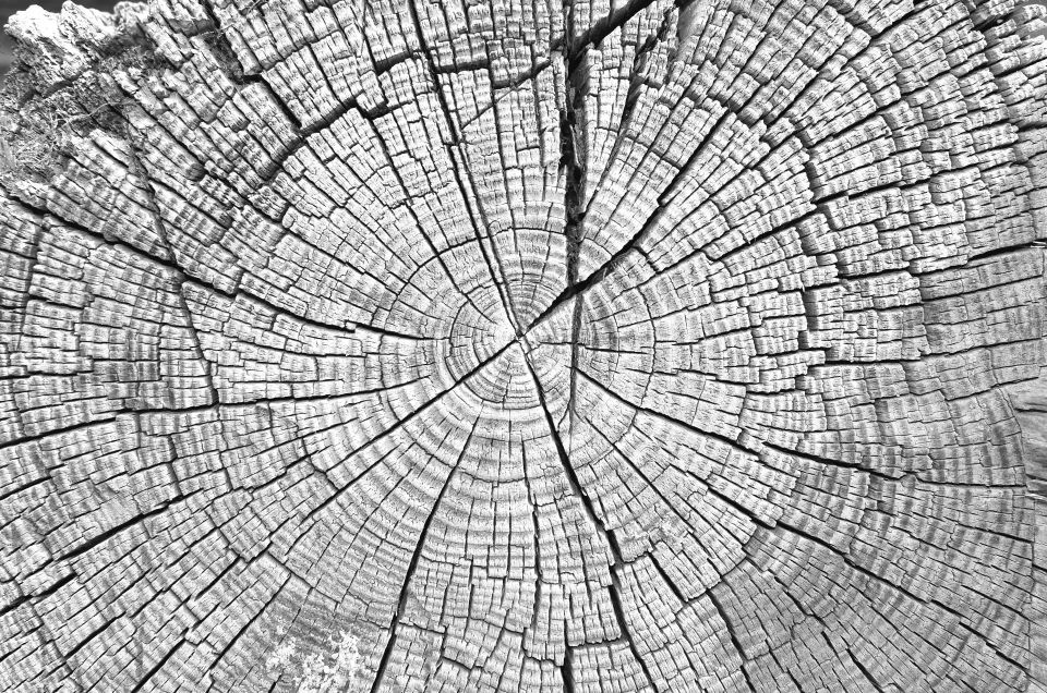 Mann klettert auf einer Leiter in einem Zimmer. Querschnitt eines Baumstamms.